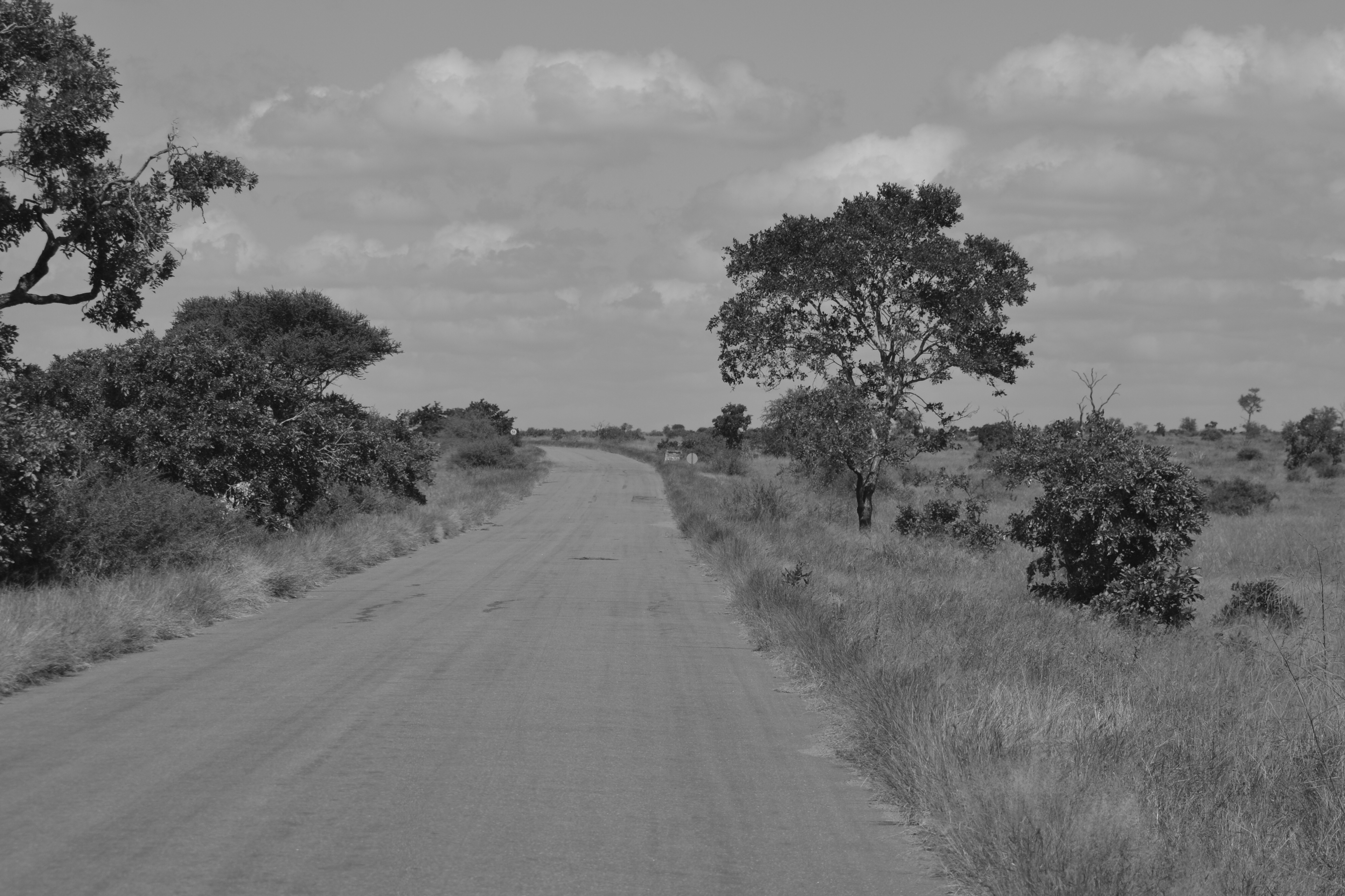 Road in Kruger Park South Africa black & white