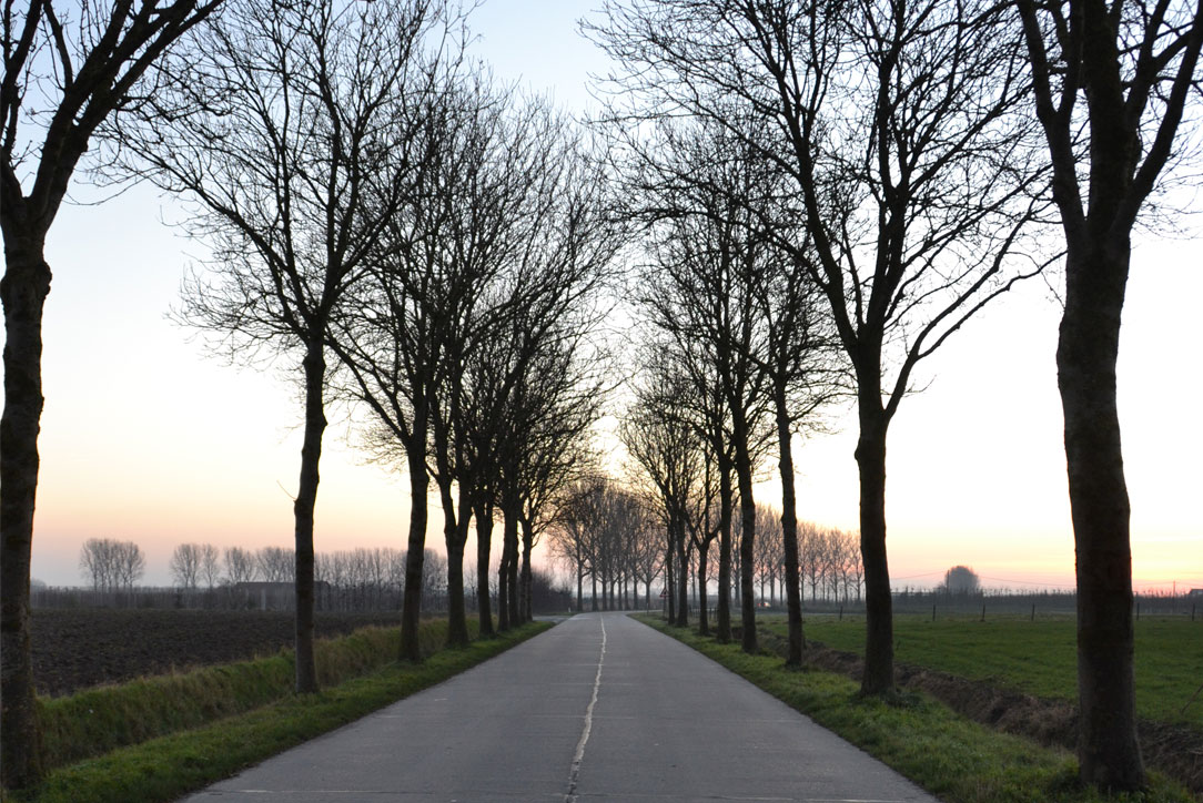 Road with trees